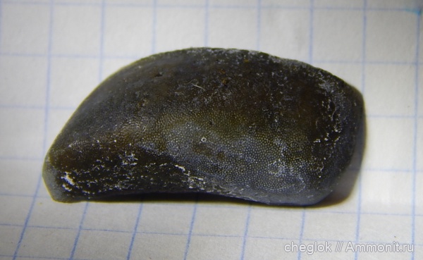 карбон, Пески, Lagarodus, зубы акул