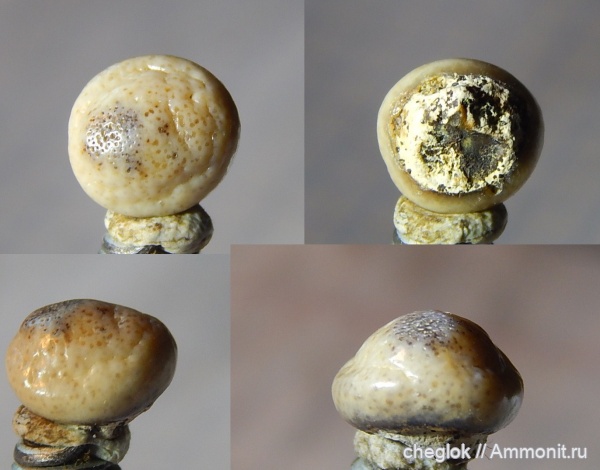 мел, сеноман, Варавино, зубы рыб, Pycnodontiformes, пикнодонты