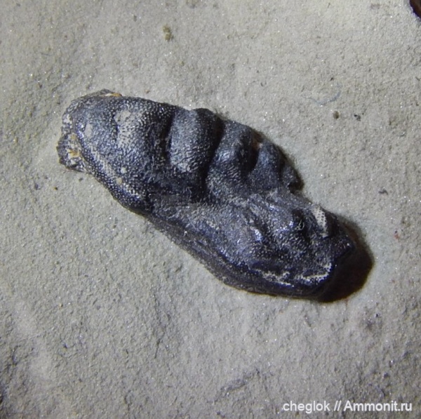 нижний карбон, Poecilodus, Калужская область, зубы рыб, Борщевский карьер