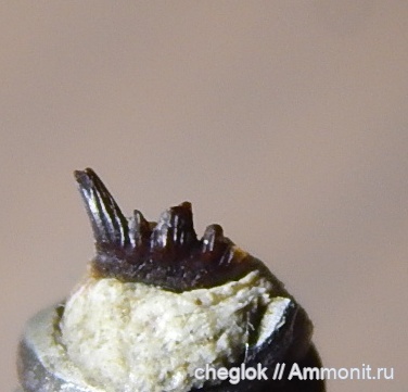 девон, зубы рыб, Кривоборье