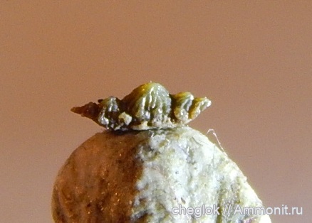 девон, зубы рыб, Кривоборье