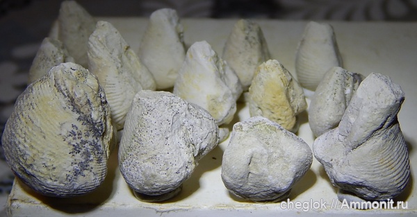 карбон, Conocardium, Пирочи, ростроконхи