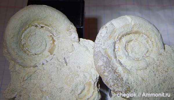 гастроподы, моллюски, карбон, Euomphalus, Пирочи