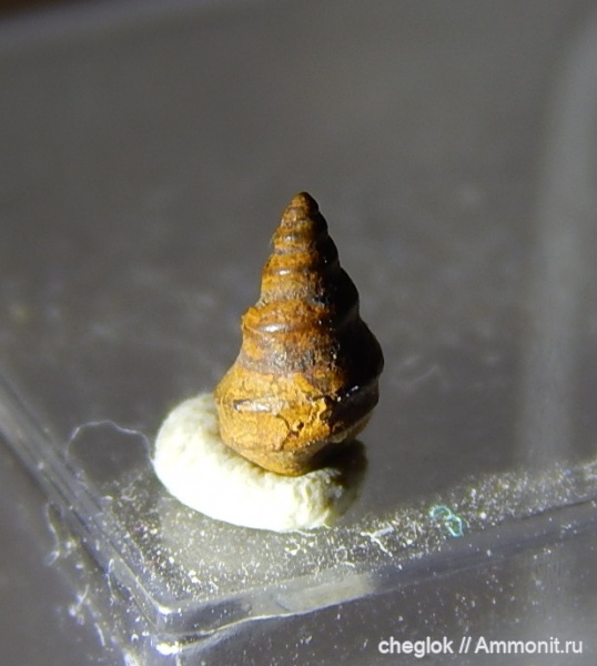 гастроподы, карбон, морена, Варавино