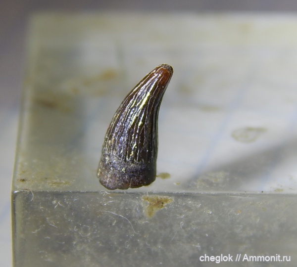 мел, водные рептилии, плезиозавры, сеноман, Пудовкино