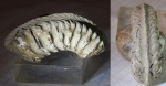 фрагмент аммонита из Пирочей