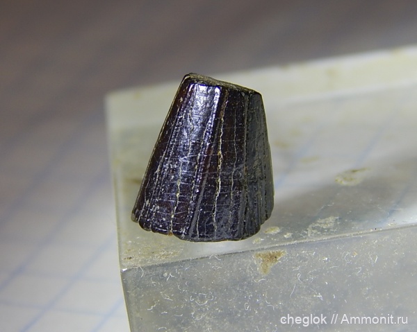 мел, плиозавры, сеноман, Пудовкино, зубы рептилий мел, плиозавры, сеноман, Пудовкино, зубы рептилий