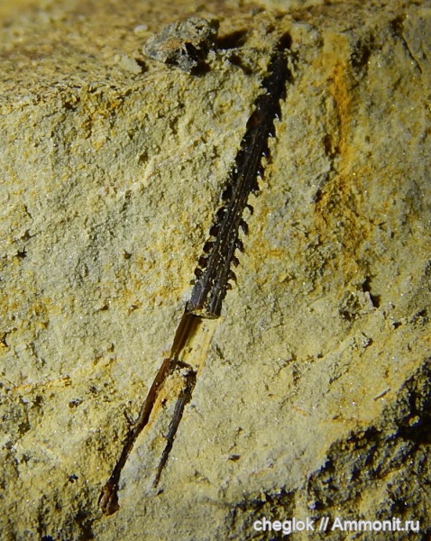 рыбы, нижний карбон, Заборье, покровные элементы