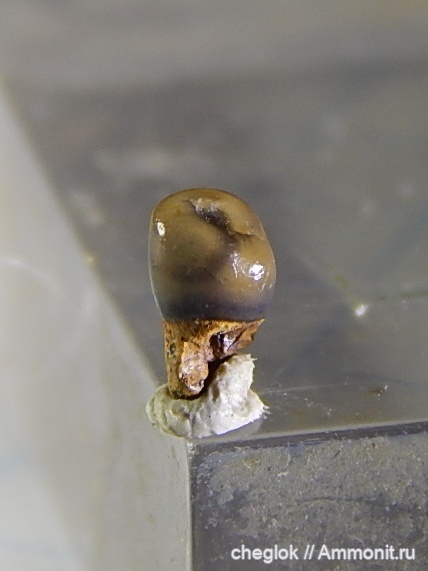 мел, сеноман, Пудовкино, зубы рыб, Pycnodontiformes, пикнодонты