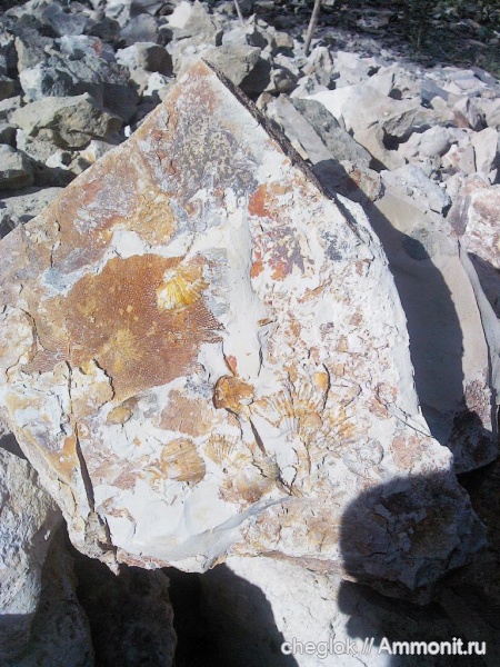 брахиоподы, мшанки, рыбы, нижний карбон, Заборье, покровные элементы