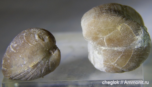 брахиоподы, ордовик, Porambonites