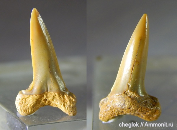 мел, сеноман, зубы акул, Шацк, Paranomotodon