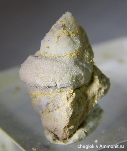 гастроподы, ордовик