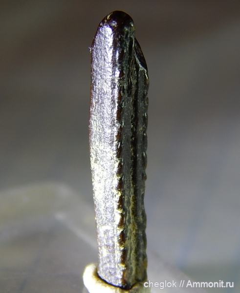 сеноман, Саратовская область, Александровка, ихтиодорулиты