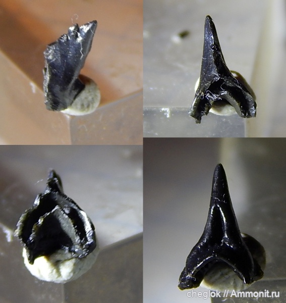 карбон, Пески, покровные элементы