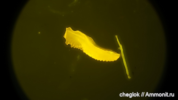 Цемгигант, верхний карбон, конодонты