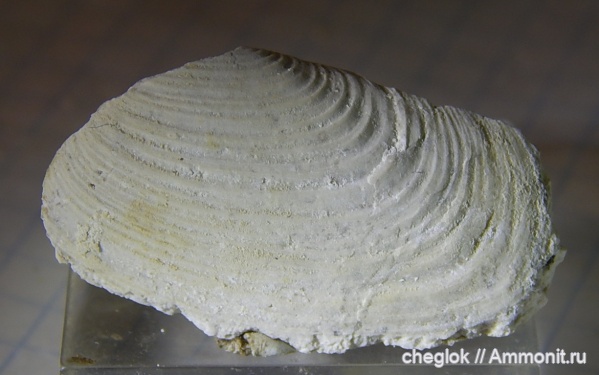 двустворчатые моллюски, средний карбон, Пирочи, Allorisma sulcata