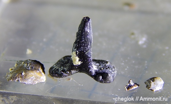 Домодедово, Glikmanius, Deltodus, зубы акул, средний карбон