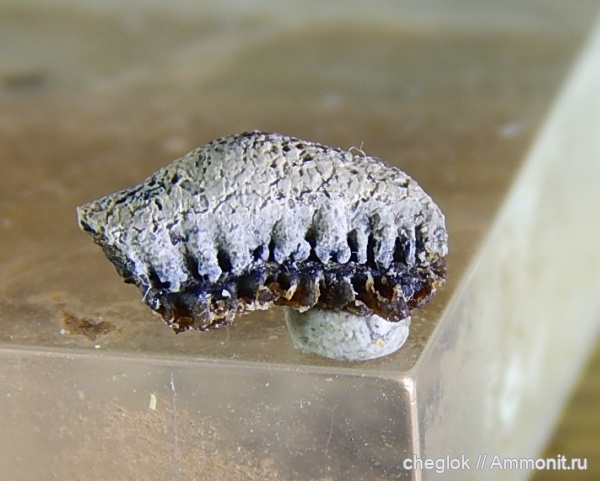 карбон, Цемгигант, зубы акул, Campodus