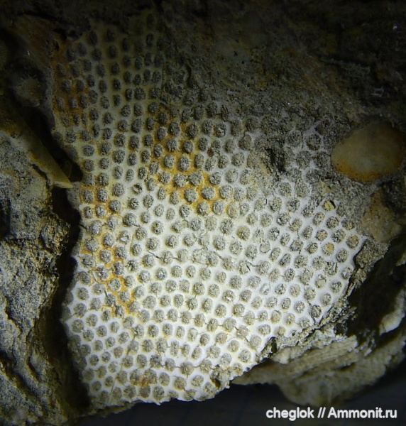 карбон, мшанки, Цемгигант