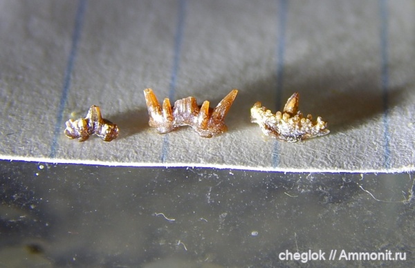 Цемгигант, верхний карбон, зубы акул