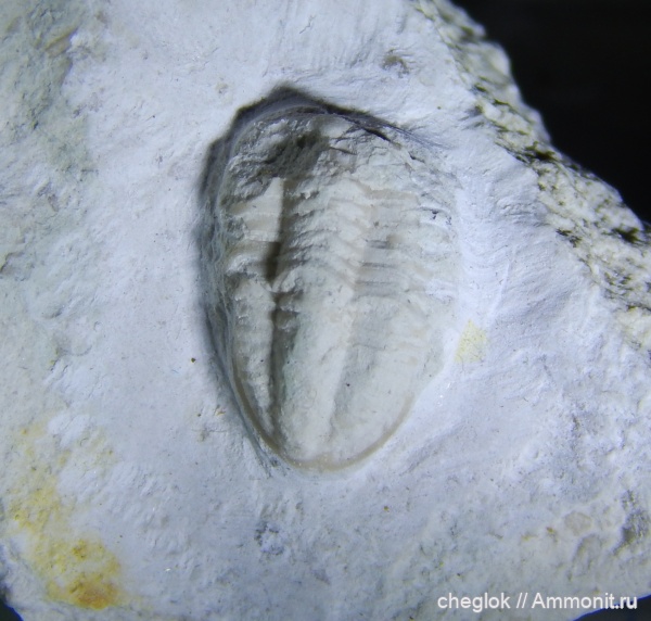 трилобиты, карбон, Пирочи