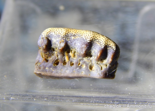 карбон, Русавкино, зубы акул, Campodus