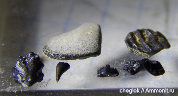 карбон, Пески, зубы акул