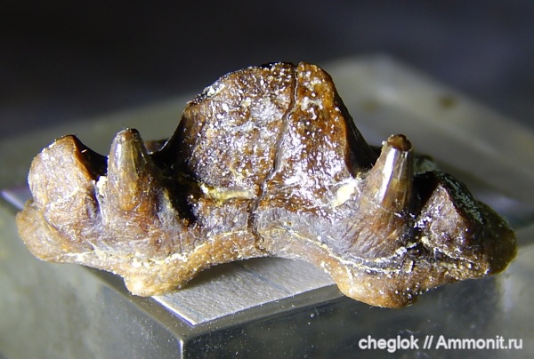 карбон, Русавкино, зубы акул