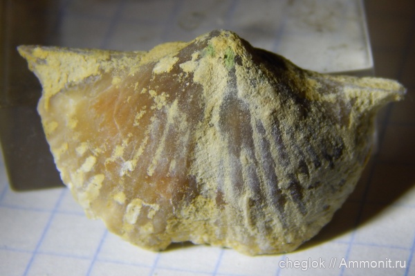 брахиоподы, нижний карбон, Заборье