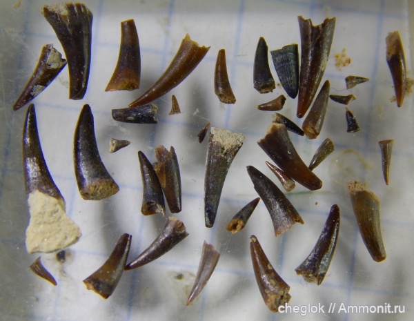 нижний карбон, зубы рыб, Заборье