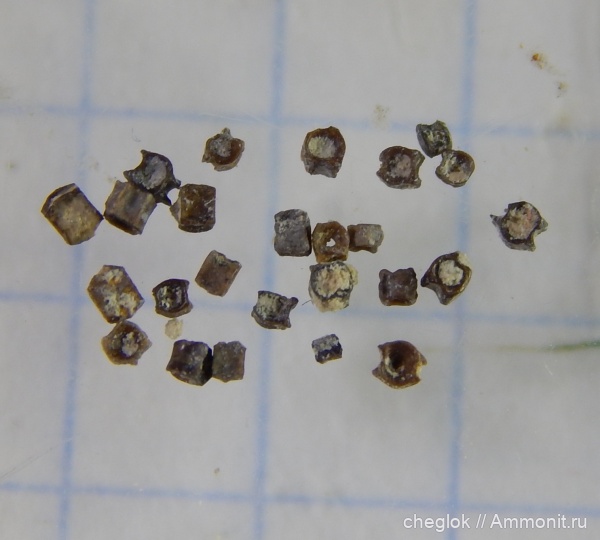 рыбы, нижний карбон, позвонки, Заборье