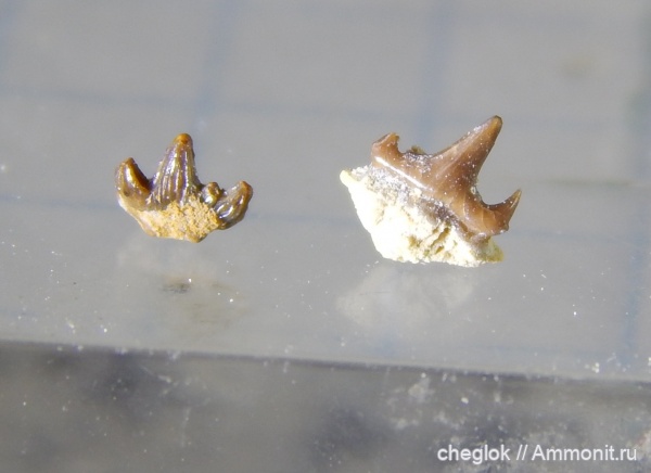 нижний карбон, зубы акул, Заборье