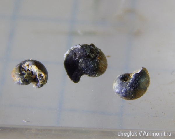 гастроподы, брюхоногие моллюски, нижний карбон, Заборье