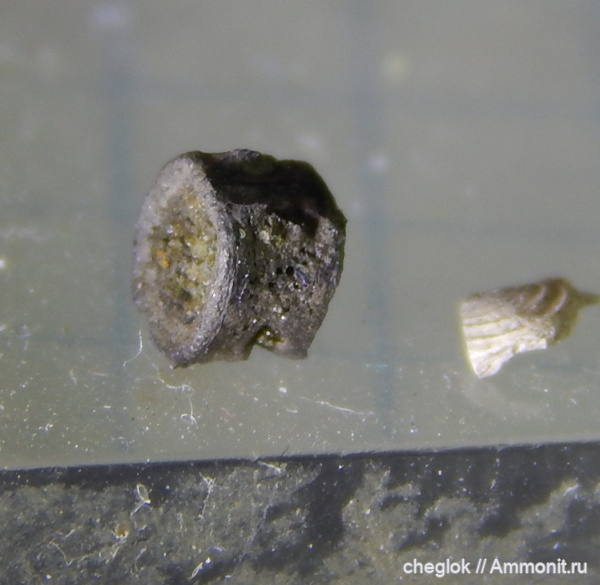 юра, Москва, позвонки, позвонки рыб, газоны