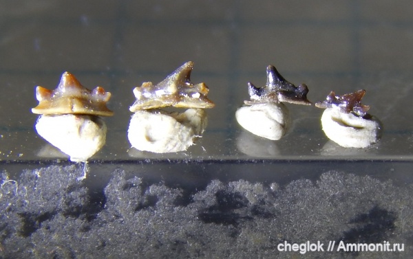 нижний карбон, зубы акул, Заборье, Anachronistidae, Amaradontus