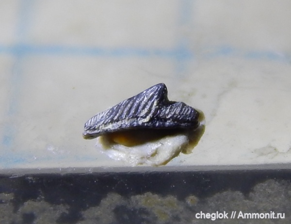 нижний карбон, зубы акул, Заборье