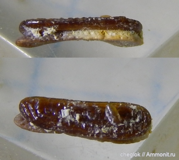 Цемгигант, верхний карбон, зубы акул