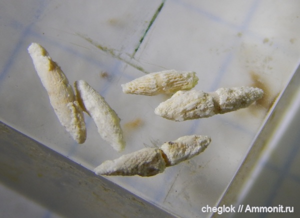 карбон, Пески, фораминиферы, Fusulina