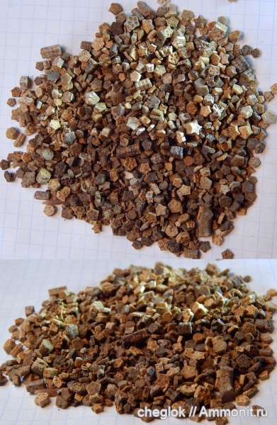 морские лилии, юра, Гжель, келловей