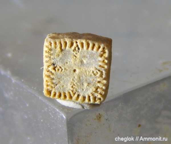 морские лилии, юра, Гжель, келловей