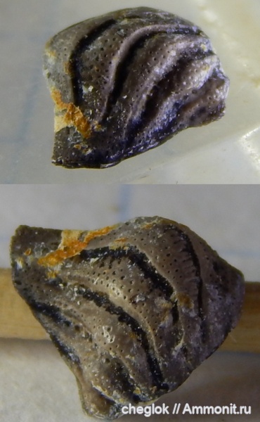 Deltodus, зубы акул, средний карбон, Пирочи, Deltodus concha