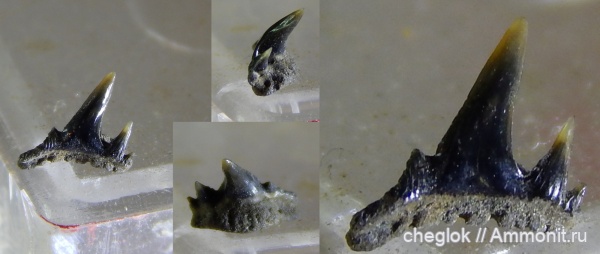 юра, зубы акул, Synechodontiformes