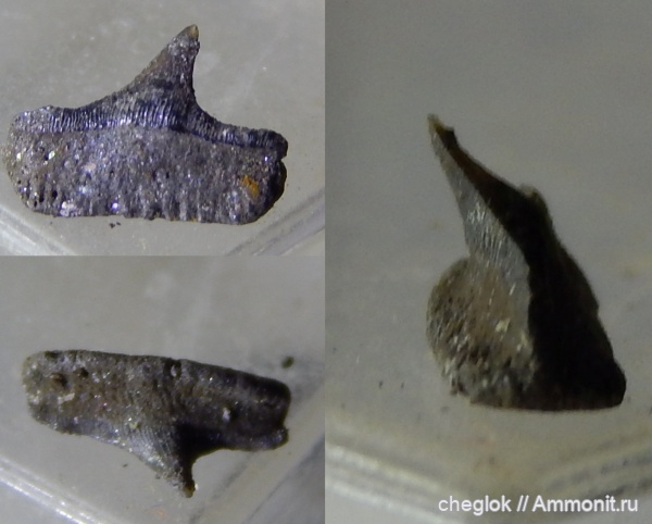 юра, зубы акул