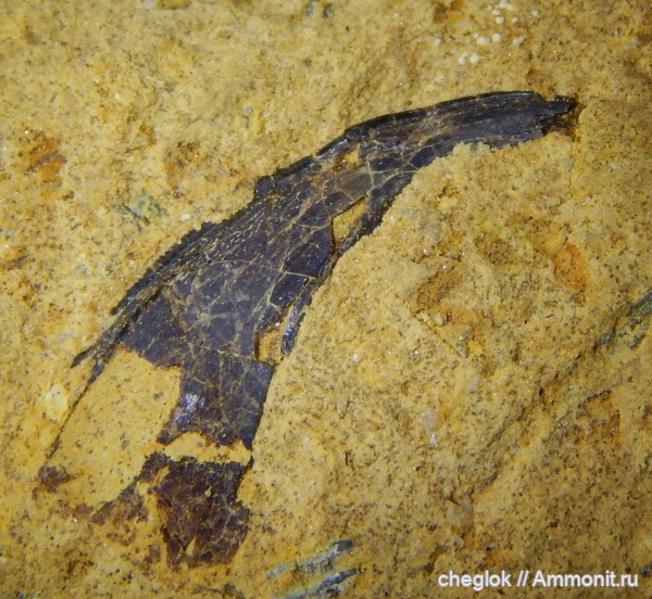 позвоночные, Русавкино, верхний карбон, покровные элементы