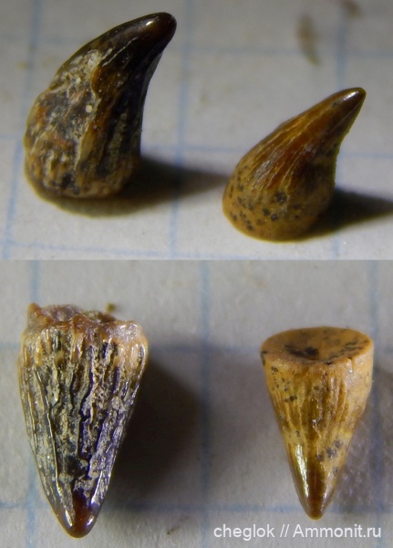 мел, плезиозавры, морские рептилии, сеноман, Варавино, Шацк