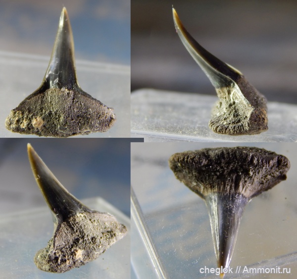 юра, Sphenodus, зубы акул