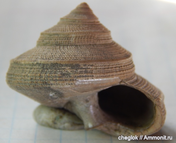 юра, Москва, Bathrotomaria, брюхоногие моллюски