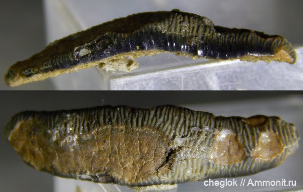 мел, сеноман, зубы акул, Polyacrodus, Пудовкино