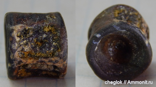 мел, сеноман, позвонки рыб, Буданова гора